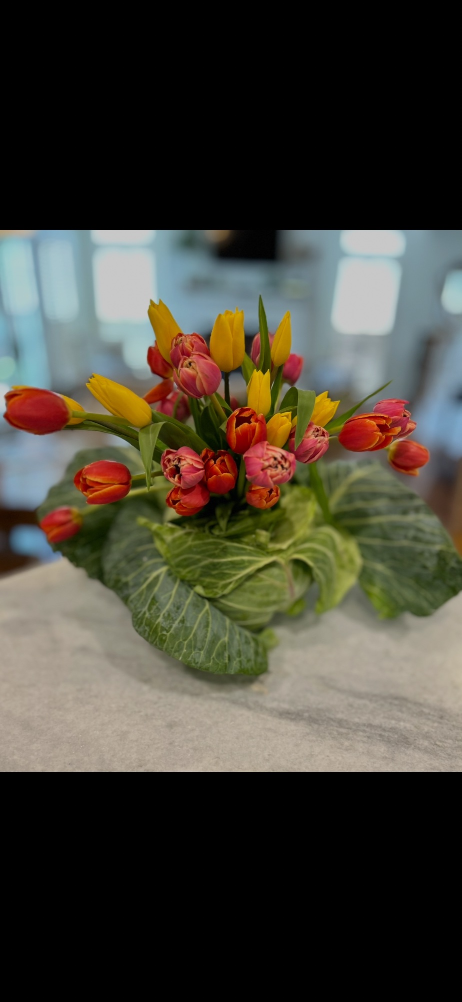 Cabbage Blosson Bundle